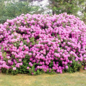ceci est la photo d'un bosquet de fleurs magenta