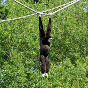ceci est la photo d'un singe accroché à une corde avec ses membres supérieurs